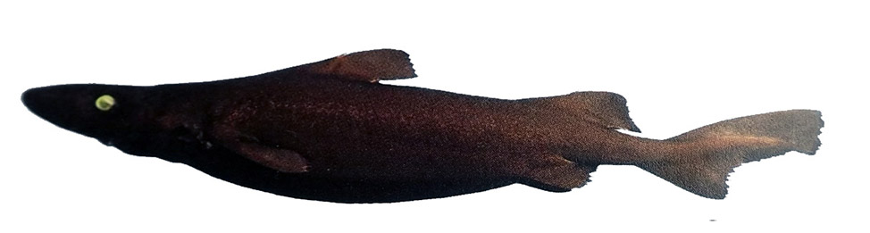 Centroscymnus crepidater_022286.jpg